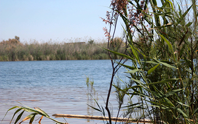 Aproximació a la botànica i a l’arbrat de Sant Boi de Llobregat