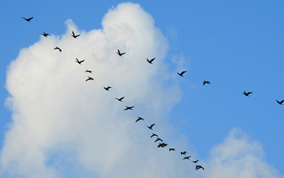 Libertad: qué significa y qué relación tiene con la igualdad