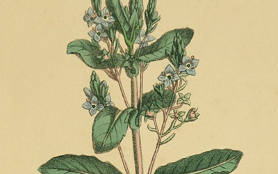 Les plantes medicinals en el Mediterrani, del segle XII a l’actualitat