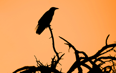 Canvi climàtic, incendis forestals i ocells